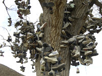 Nevada's Shoe Tree near Fallon